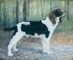 "Springer Spaniel" 20x24 Pastel on Art Panel